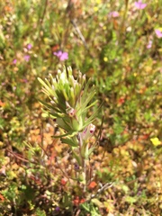 Castilleja brevistyla