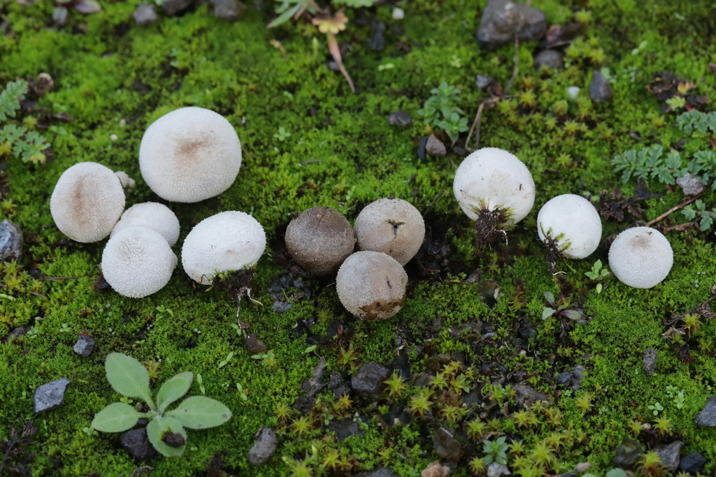 least puffball
