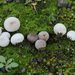 Least Puffball - Photo (c) bjoerns, some rights reserved (CC BY-SA), uploaded by bjoerns