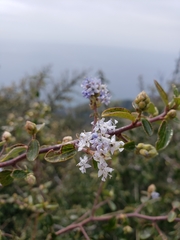 Ceanothus oliganthus