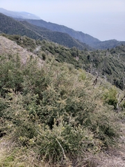 Ceanothus oliganthus