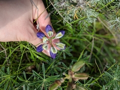 Lupinus variicolor