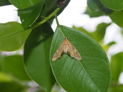 Eoophyla conjunctalis