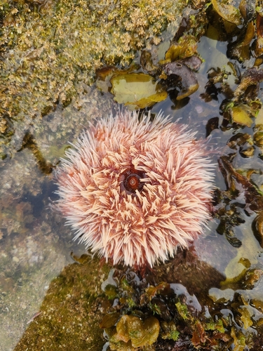 Collector Urchin, Toowoon Bay NSW 2261, Australia, photo 10 of 10