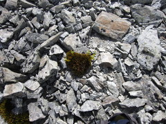 Aciphylla dobsonii