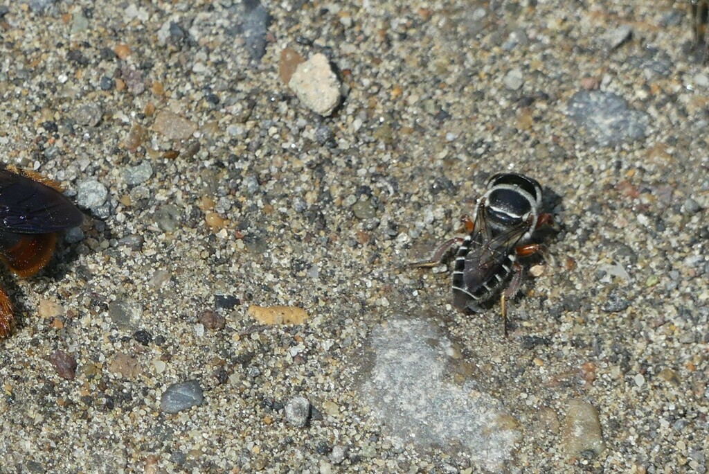 Megachilinae from Orellana, Ecuador on September 11, 2023 at 0903 PM