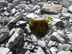 Aciphylla dobsonii