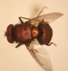 Luciliinae