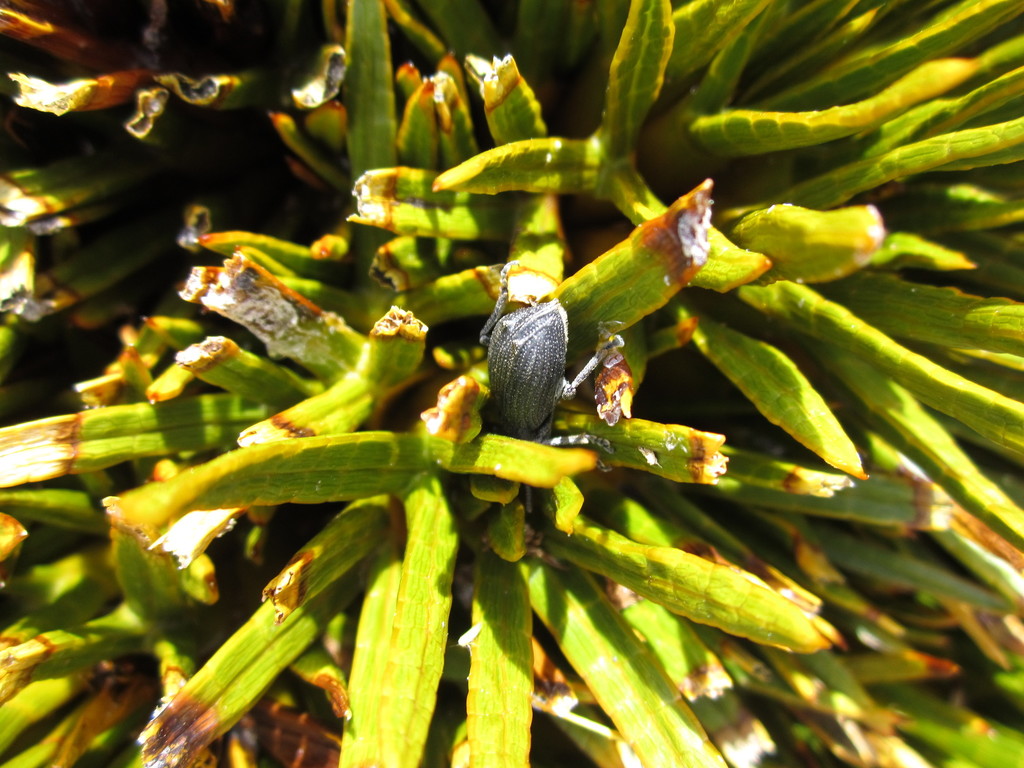 Inophloeus sulcifer