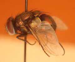Luciliinae