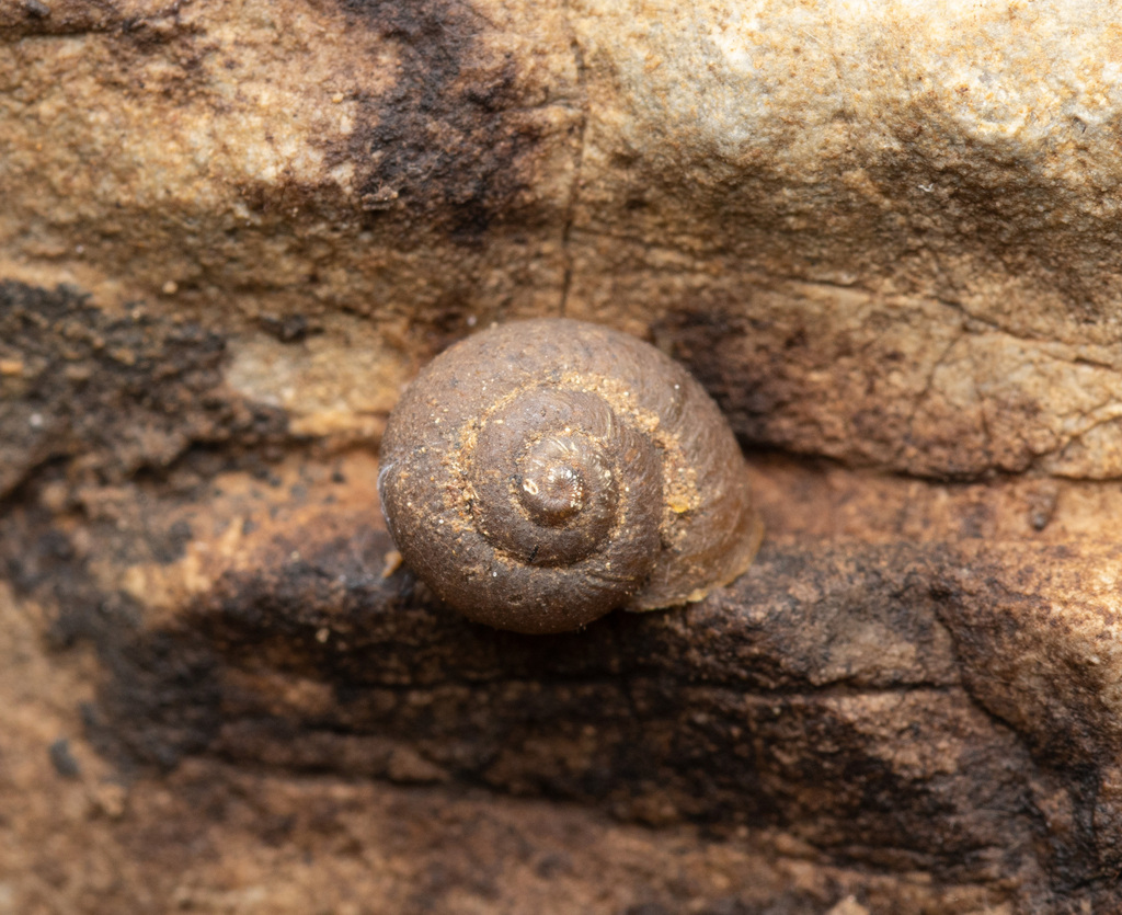 Ponentina martigena