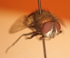 Luciliinae