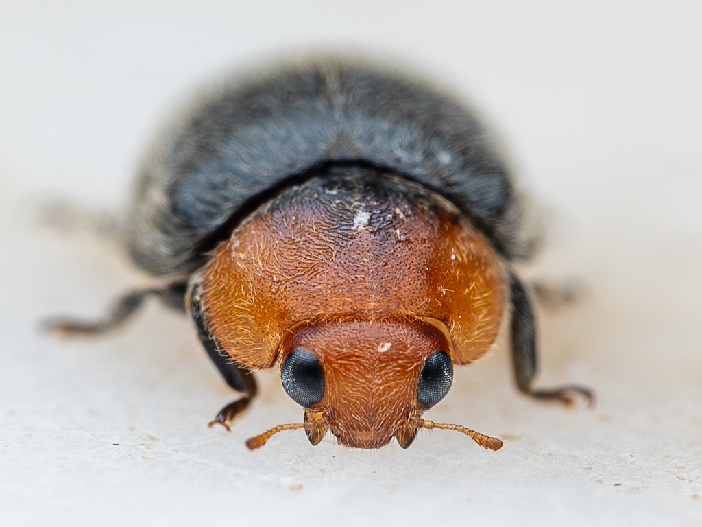 Cryptolaemus