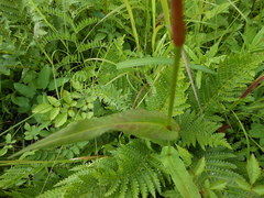 Bistorta manshuriensis