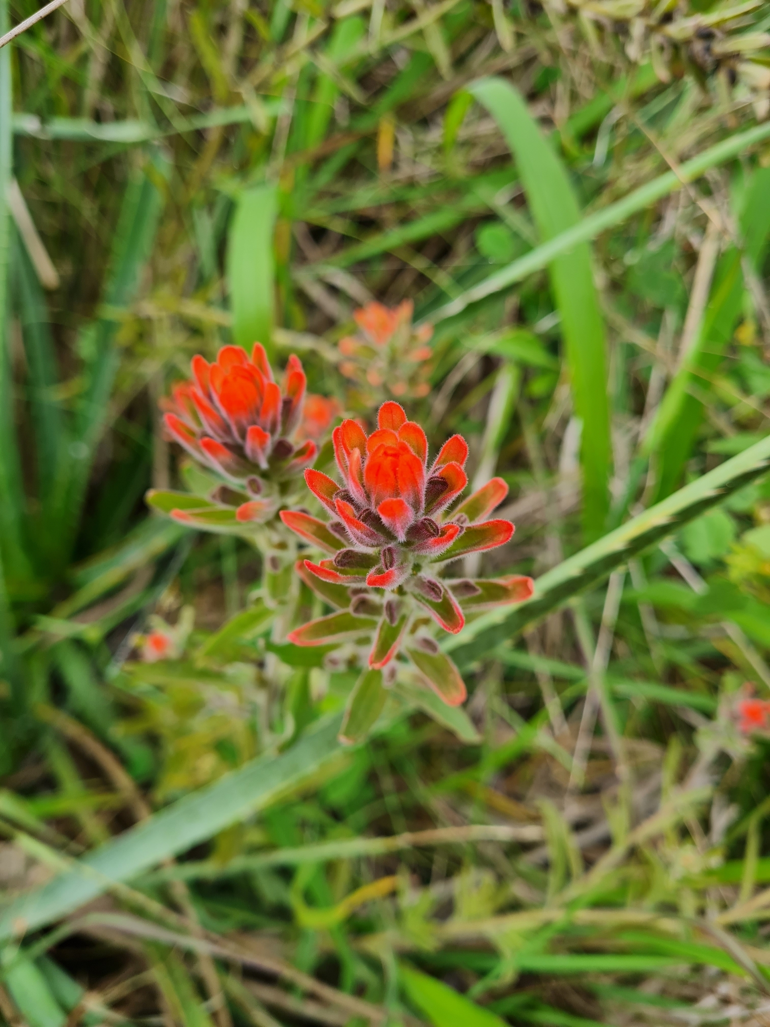 Castilleja arvensis