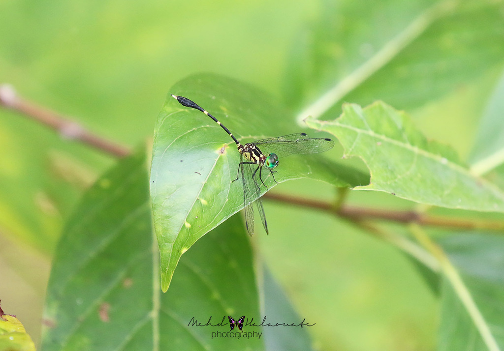 Nannophlebia adonira