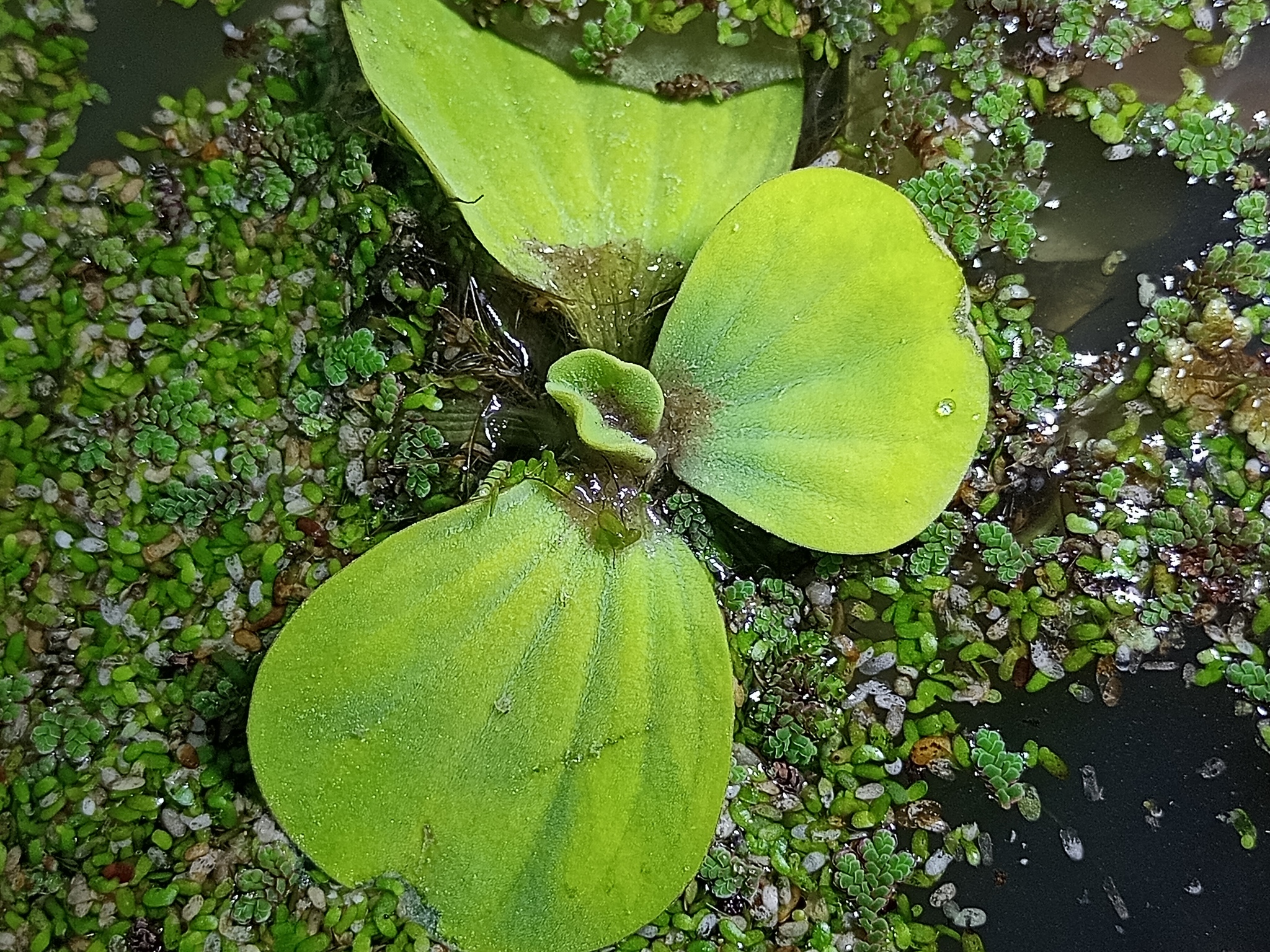 Pistia stratiotes
