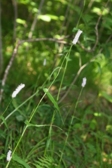 Bistorta manshuriensis