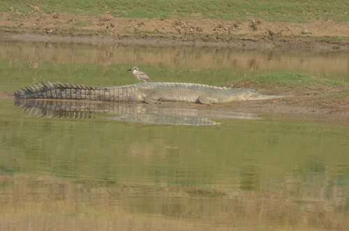 Gharial