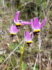 Primula clevelandii gracilis