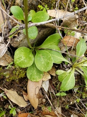 Primula clevelandii gracilis