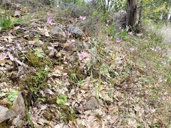 Primula clevelandii gracilis