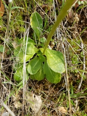 Primula clevelandii gracilis
