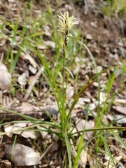 Carex globosa