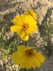 Leptosyne calliopsidea