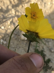 Leptosyne calliopsidea