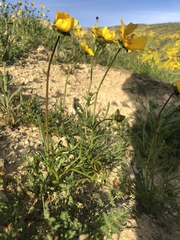 Leptosyne calliopsidea