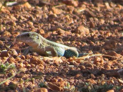Giant Ameiva