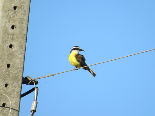 Great Kiskadee