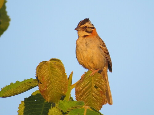 Rufous-collared Sparrow