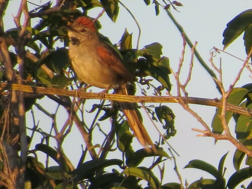 Pale-breasted Spinetail