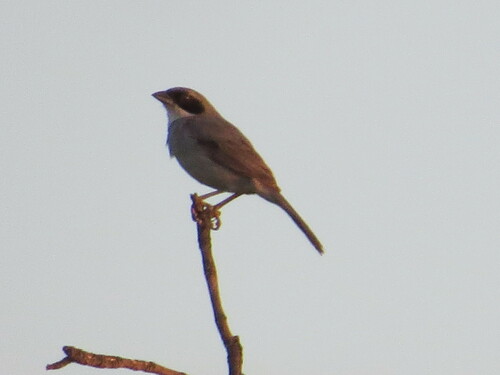 White-banded Tanager