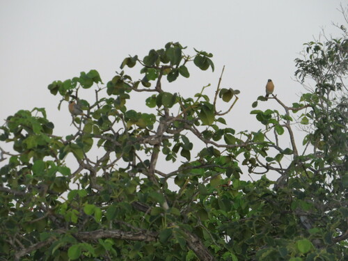 Cinnamon Tanager