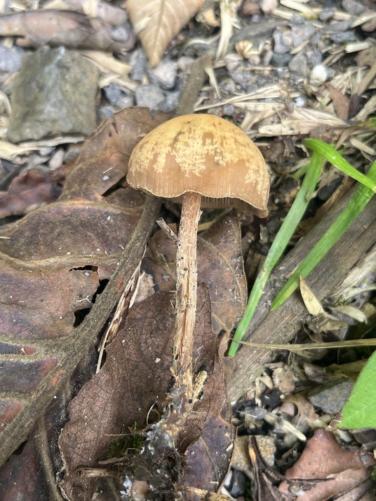 Psilocybe zapotecorum · November 2023 · photo: © nbareschu (iNaturalist, cc-by)