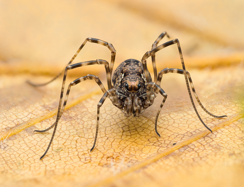 Platybunus pinetorum, Marburg, Hessen, DE, photo 6 of 10