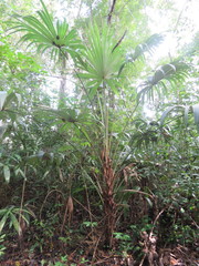 Cryosophila stauracantha