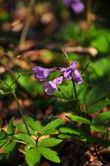 Cardamine quinquefolia