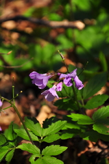 Cardamine quinquefolia