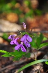 Cardamine quinquefolia