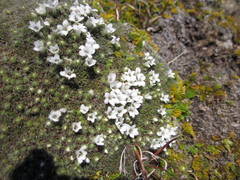 Veronica pulvinaris