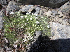 Veronica pulvinaris