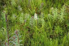 Platanthera hologlottis