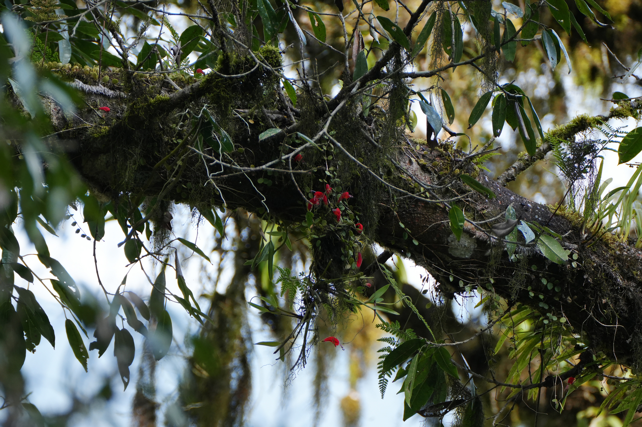 Aeschynanthus monetaria Dunn