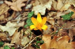 Crocus angustifolius