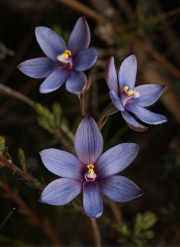 Sky-blue Sun Orchid (Thelymitra jonesii)