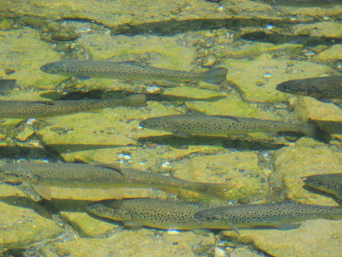 Ohrid trout (Salmo letnica) — Salmonidae — 3